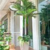 Cây Dừa Giả 2m2-Trang Trí Nội Ngoại Thất-Phạm Nguyễn Decor