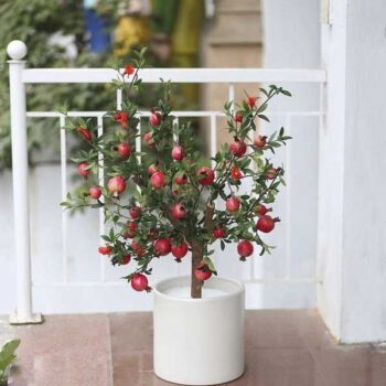 [Combo-mix]Cây Lựu Giả Trang Trí Cửa Hàng, Studio, Tiệm Quán, Văn Phòng, Nhà Cửa – 90cm – PN-CG158