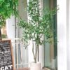Cây Ô liu Giả 1m7-Trang Trí Nội Ngoại Thất-Phạm Nguyễn Decor