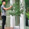 Cây Ô Liu Giả 1m85 -Trang Trí Nội Ngoại Thất-Phạm Nguyễn Decor