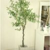 Cây Ô Liu Giả 1m65 -Trang Trí Nội Ngoại Thất-Phạm Nguyễn Decor
