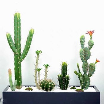 Bồn Xương Rồng Mix Trang Trí Cửa Hàng, Studio, Tiệm Quán, Văn Phòng, Nhà Cửa – Mã CG209