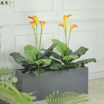 Bồn Cây Hoa Rum Trang Trí Cửa Hàng, Studio, Tiệm Quán, Văn Phòng, Nhà Cửa – Cao 1M2 – Mã CG205