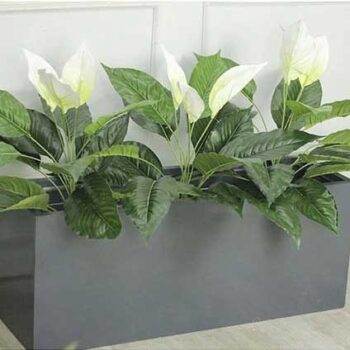 Bồn Cây Lan Ý Trang Trí Cửa Hàng, Studio, Tiệm Quán, Văn Phòng, Nhà Cửa – Mã:PN- CG210