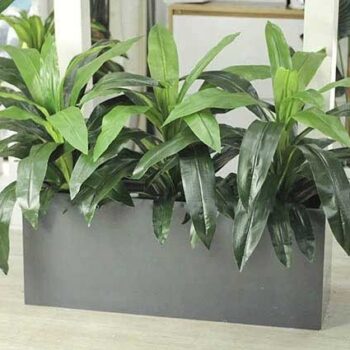 Bồn Cây Thiết Mộc Lan Trang Trí Cửa Hàng, Studio, Tiệm Quán, Văn Phòng, Nhà Cửa – Cao 1M2 – Mã CG204