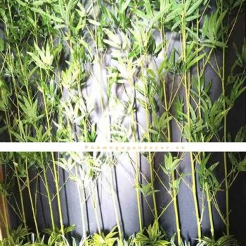 Bồn Cây Trúc Quân Tử Giả Trang Trí Cửa Hàng, Studio, Tiệm Quán, Văn Phòng, Nhà Cửa – Cao 2m – Mã: PN-CG0183