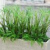 Bồn Cỏ Sậy Cao 1m (1)