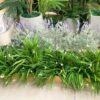 Bồn Tiểu Cảnh Lan Trắng Giả Dái 1m3.