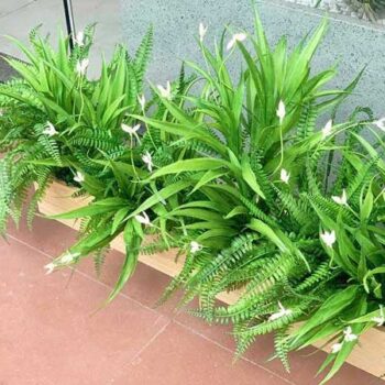 Bồn Cây Tiểu Cảnh Lan Trắng Giả Trang Trí Cửa Hàng, Studio, Tiệm Quán, Văn Phòng, Nhà Cửa – Dài 1m3 – Mã: PN-CG0176