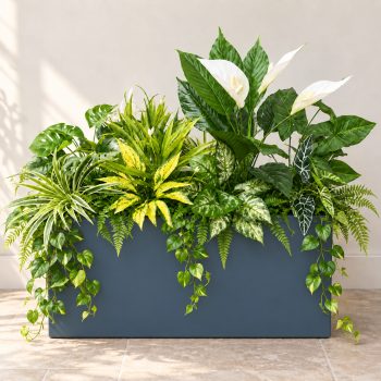 Bồn Cây Tiểu Cảnh Lan Trắng Giả Trang Trí Cửa Hàng, Studio, Tiệm Quán, Văn Phòng, Nhà Cửa – Dài 1m3 – Mã: PN-CG0176