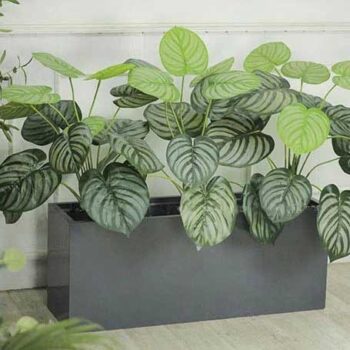 Bồn Cây Lá Táo Trang Trí Cửa Hàng, Studio, Tiệm Quán, Văn Phòng, Nhà Cửa – Cao 1M – Mã CG202