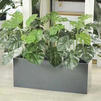 Bồn Cây Lá Rùa Trang Trí Cửa Hàng, Studio, Tiệm Quán, Văn Phòng, Nhà Cửa – Cao 1M2 – Mã CG203