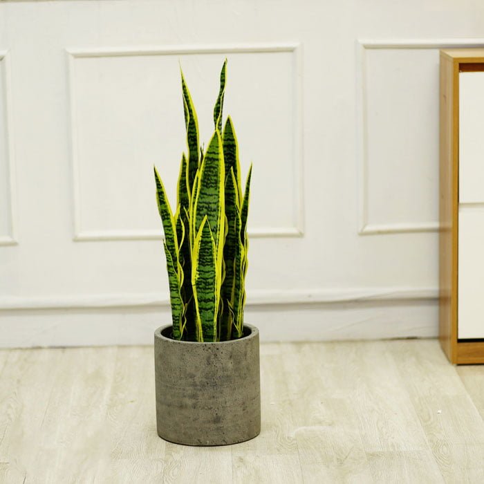 Cây nhựa trang trí