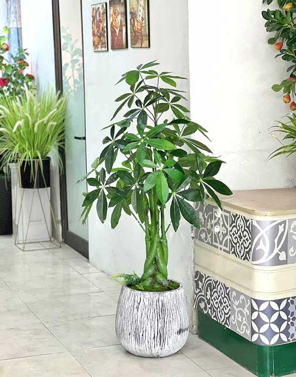 Cây nhựa trang trí