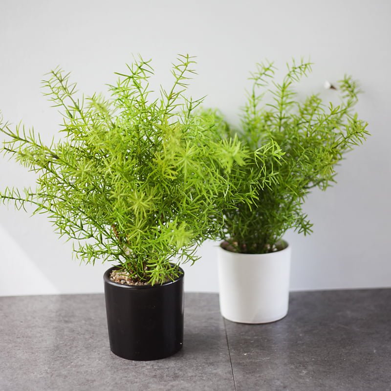 Tổng Hợp Mẫu Cây Giả Trang Trí Nội Thất Đẹp Như Thật