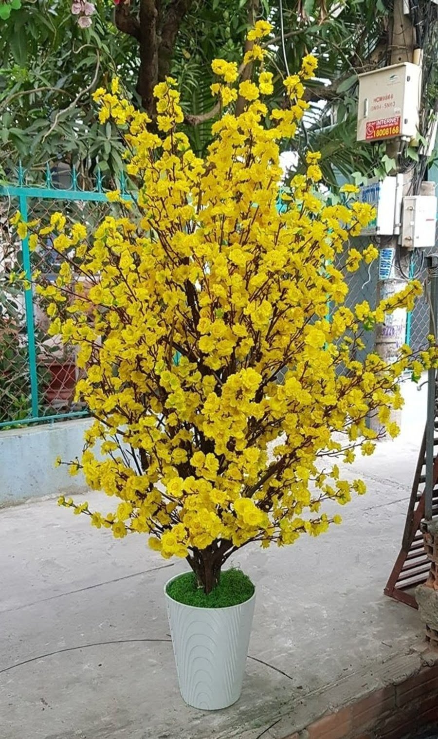 Bí Quyết Chọn Cây Mai Giả Trang Trí Tết Phù Hợp Với Không Gian