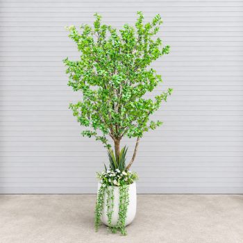 Cây Thạch Nam Trang Trí Cửa Hàng, Studio, Tiệm Quán, Văn Phòng, Nhà Cửa – Cao 1m8 – Mã: PN-CG0277