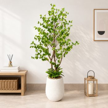Cây Thạch Nam 2 Thân Trang Trí Cửa Hàng, Studio, Tiệm Quán, Văn Phòng, Nhà Cửa – Cao 1m5 – Mã: PN-CG028