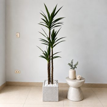 Cây Chi Huyết Giác Giả 2 Nhánh Trang Trí Cửa Hàng, Studio, Tiệm Quán, Văn Phòng, Nhà Cửa – Cao 1m2 – Mã: PN-CG0274