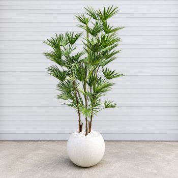Cây Tài Lộc Giả Trang Trí Cửa Hàng, Studio, Tiệm Quán, Văn Phòng, Nhà Cửa – Cao 90 – Mã: PN-CG035