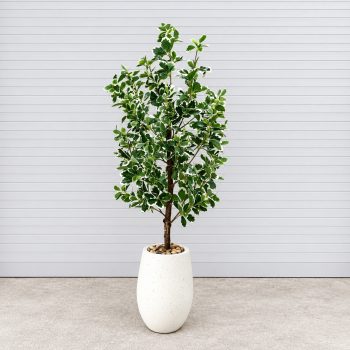 Cây Cẩm Thạch Giả Trang Trí Cửa Hàng, Studio, Tiệm Quán, Văn Phòng, Nhà Cửa – Cao 1m1 – Mã: PN-CG030