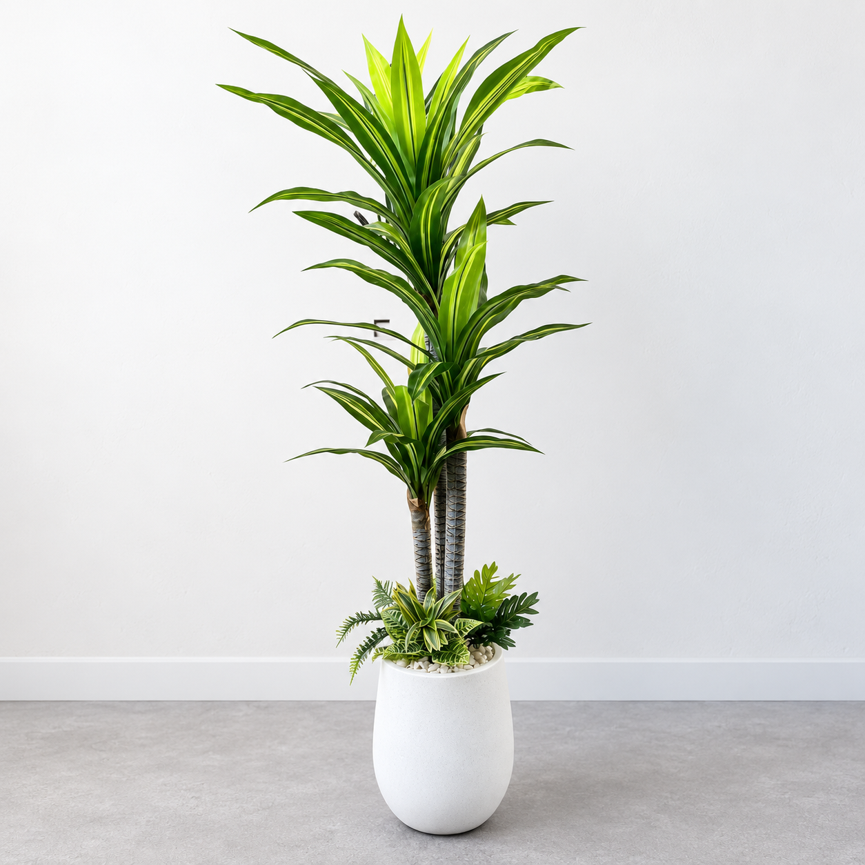 Cây Phát Tài Trang Trí Cửa Hàng, Studio, Tiệm Quán, Văn Phòng, Nhà Cửa – Cao 1m – Mã: PN-CG0276