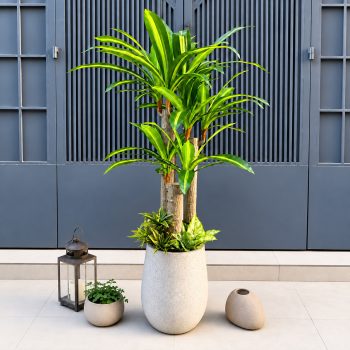 Cây Phát Tài Trang Trí Cửa Hàng, Studio, Tiệm Quán, Văn Phòng, Nhà Cửa – Cao 1m75 – Mã: PN-CG0275