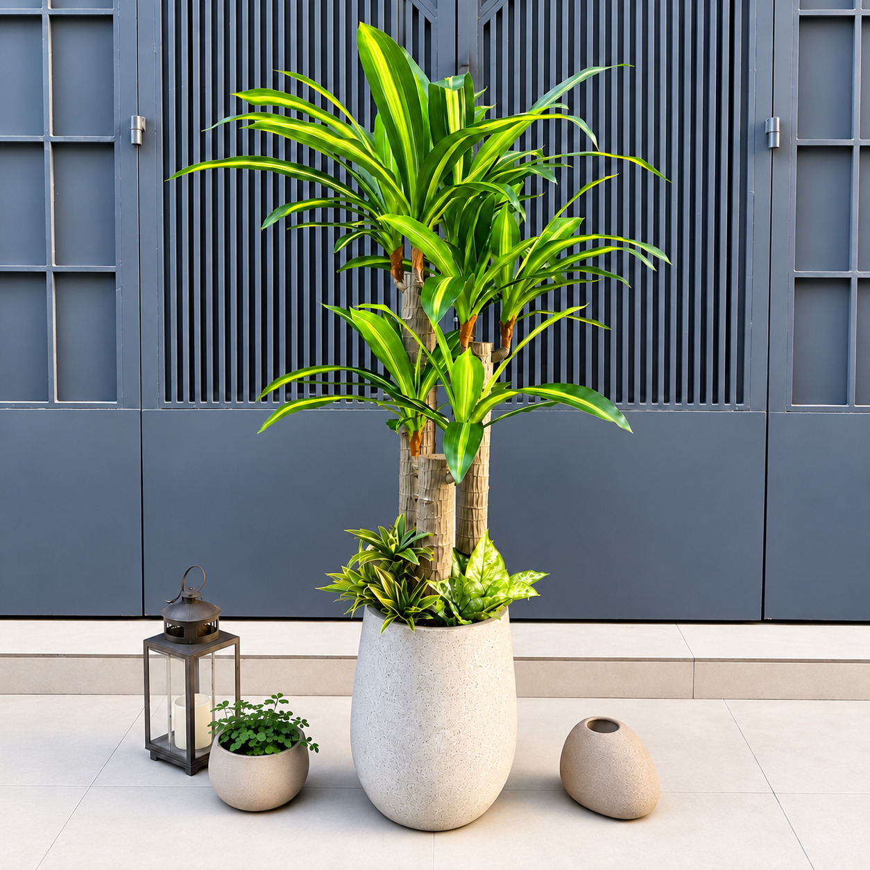 Cây Phát Tài Trang Trí Cửa Hàng, Studio, Tiệm Quán, Văn Phòng, Nhà Cửa – Cao 1m75 – Mã: PN-CG0275