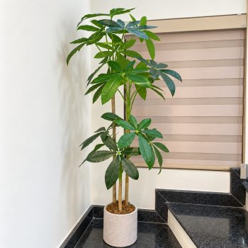 Cây Kim Ngân Giả Trang Trí Cửa Hàng, Studio, Tiệm Quán, Văn Phòng, Nhà Cửa – Cao 1m5 – Mã: PN-CG031