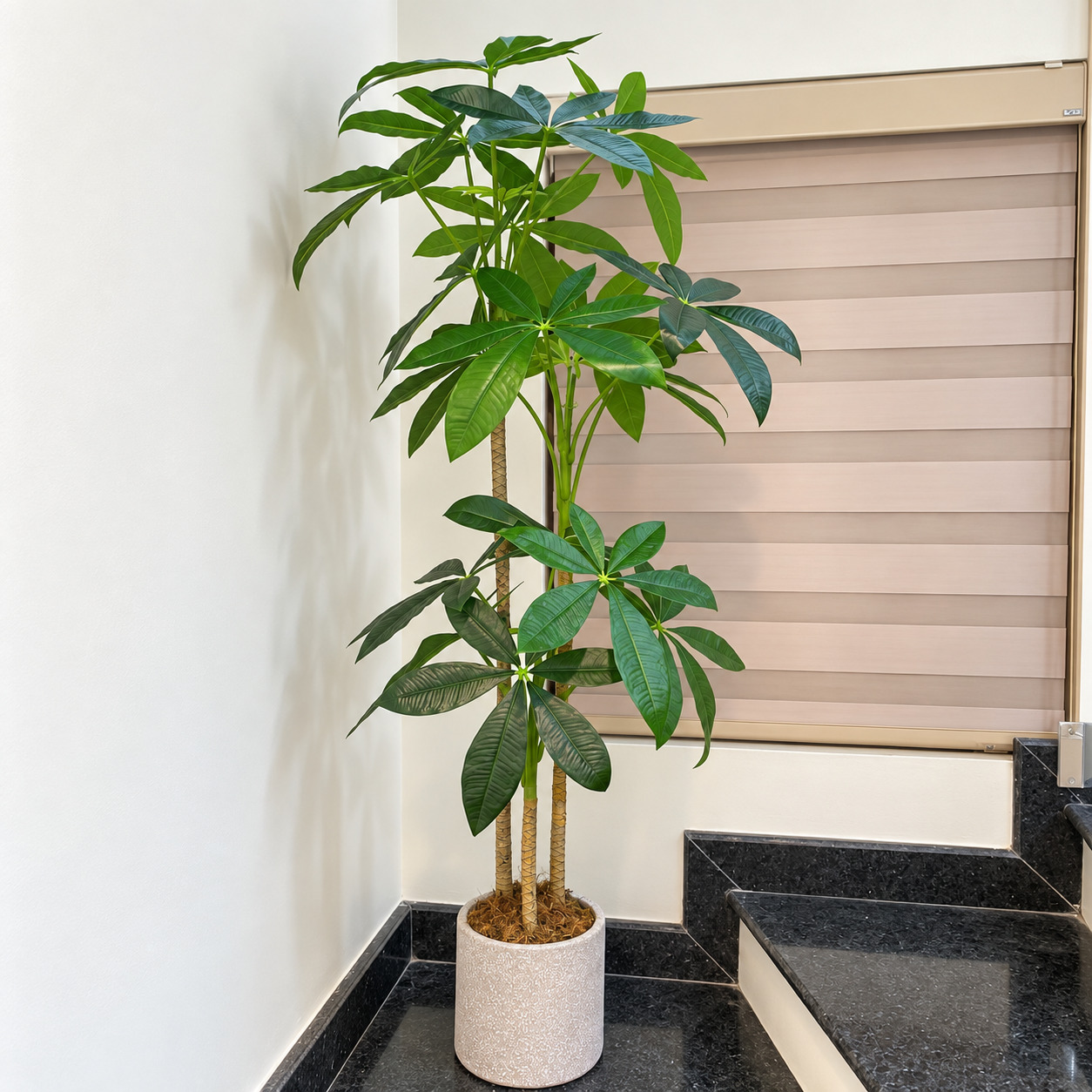 Cây Kim Ngân Giả Trang Trí Cửa Hàng, Studio, Tiệm Quán, Văn Phòng, Nhà Cửa – Cao 1m5 – Mã: PN-CG031
