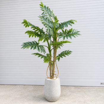 Cây Trầu Bà Thanh Xuân Trang Trí Cửa Hàng, Studio, Tiệm Quán, Văn Phòng, Nhà Cửa – Cao 1m7 – Mã: PN-CG112