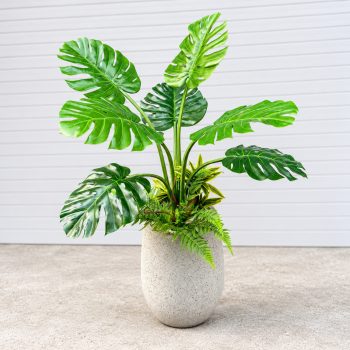 Cây Trầu Bà Lá Rách Trang Trí Cửa Hàng, Studio, Tiệm Quán, Văn Phòng, Nhà Cửa – Cao 110cm – Mã: PN-CG112