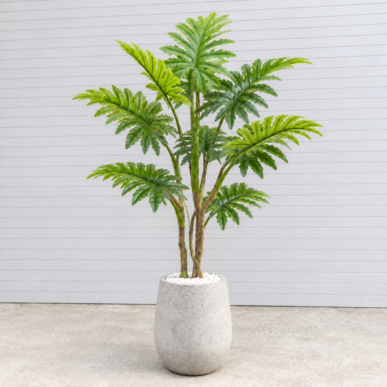 Cây Trầu Bà Thanh Xuân Trang Trí Cửa Hàng, Studio, Tiệm Quán, Văn Phòng, Nhà Cửa – Cao 120cm – Mã: PN-CG112