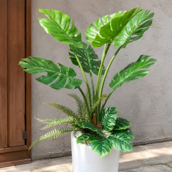 Cây trầu bà giả Monstera cao 1m2, phối kết xanh đẹp tự nhiên