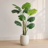 Chau-cay-trau-ba-gia-la-xe-monstera