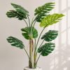 Chau-cay-trau-ba-gia-la-xe-monstera