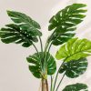 Chau-cay-trau-ba-gia-la-xe-monstera