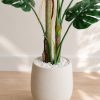 Chau-cay-trau-ba-gia-la-xe-monstera