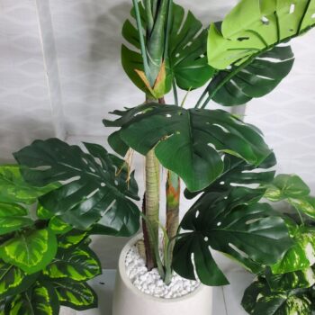 Cây Monstera Trang Trí Cửa Hàng, Studio, Tiệm Quán, Văn Phòng, Nhà Cửa – Cao 1m4 – Mã: PN-CG112