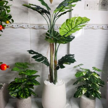 Cây Monstera Trang Trí Cửa Hàng, Studio, Tiệm Quán, Văn Phòng, Nhà Cửa – Cao 1m4 – Mã: PN-CG112