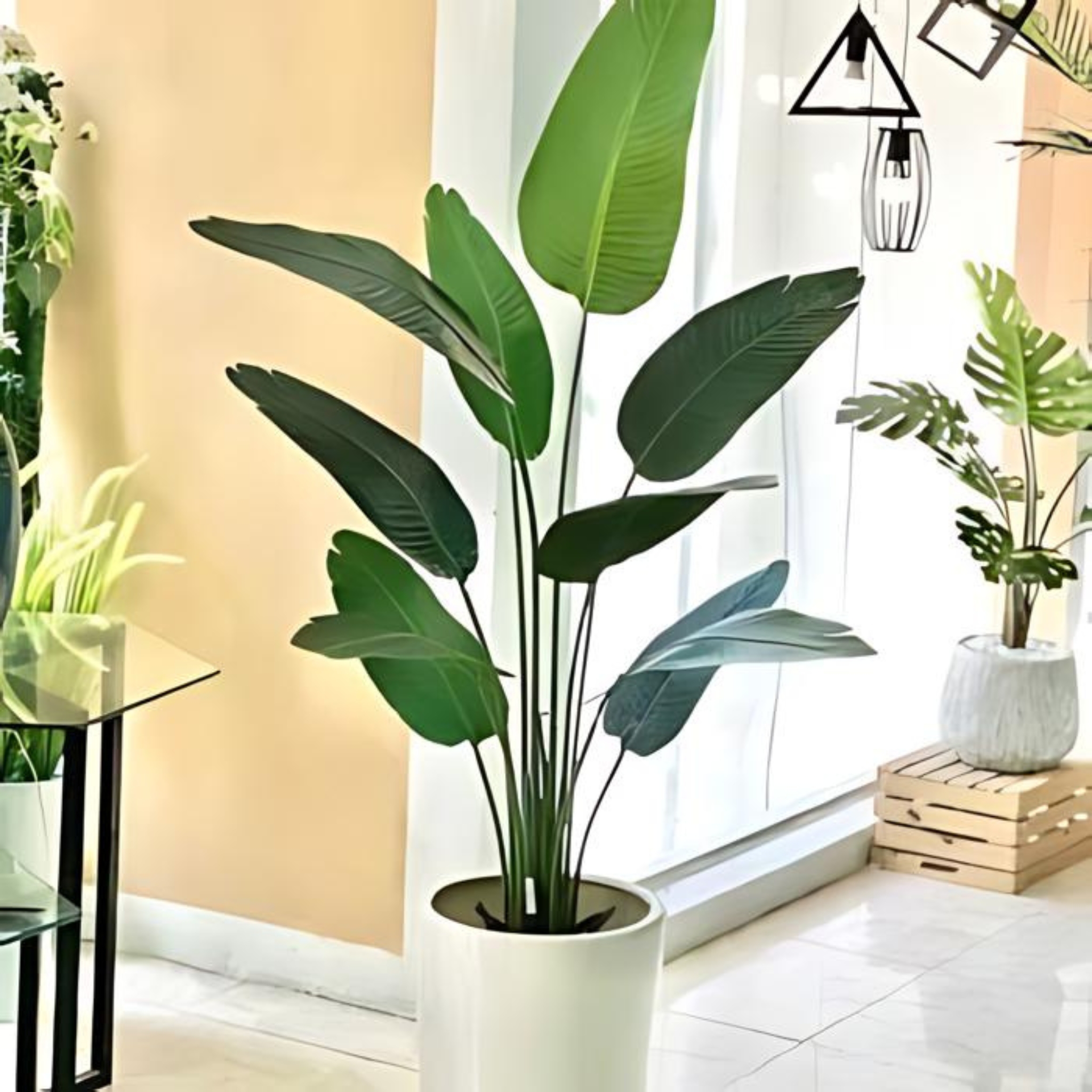 Cây chuối giả