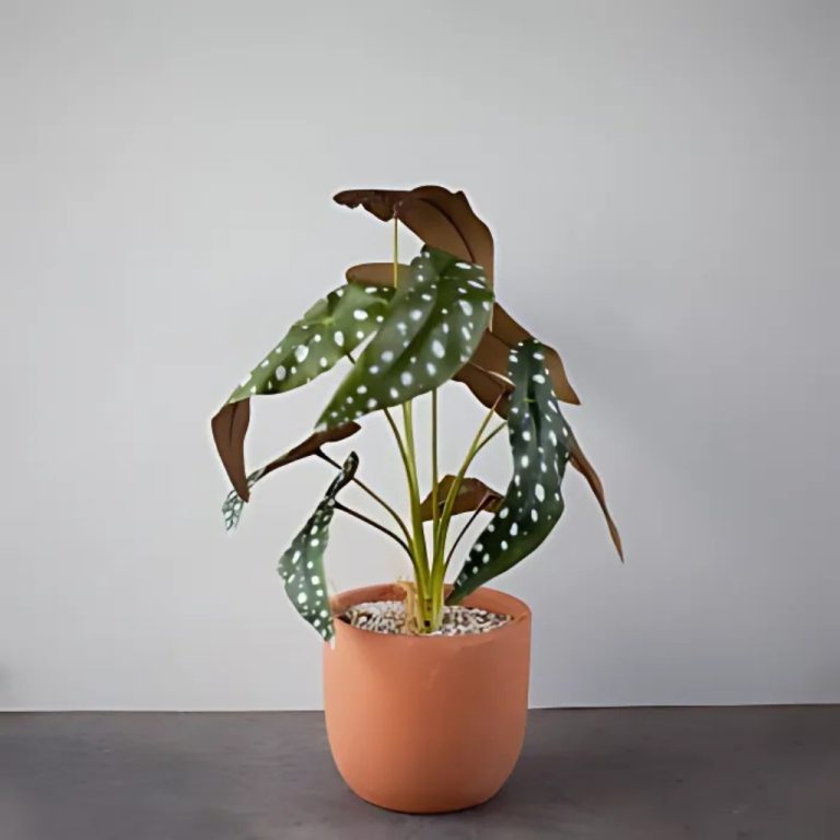 Cây giả để bàn