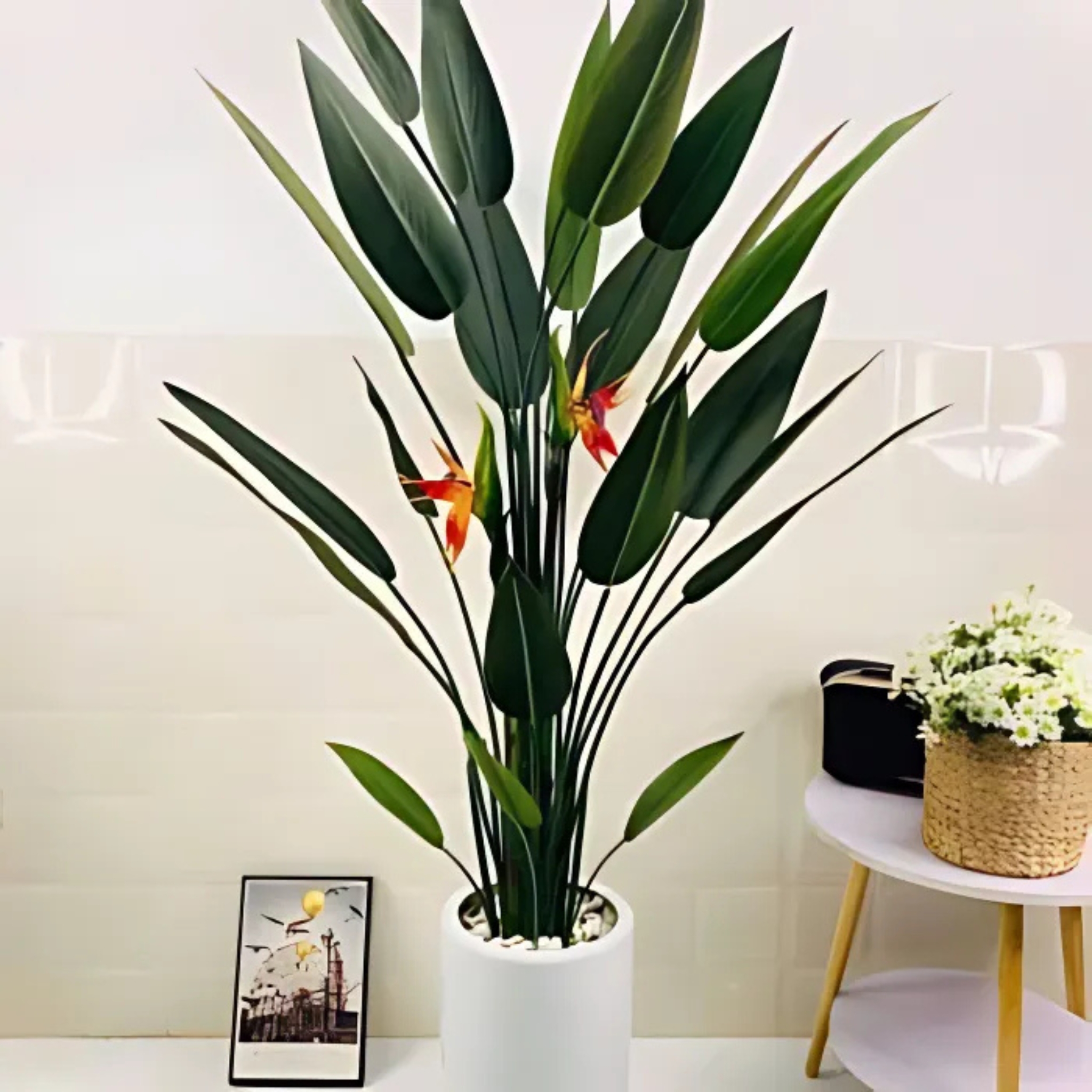 Cây thân lớn showroom