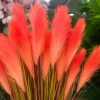 Chậu cỏ lau giả hồng cam cao 80cm, chậu đá mài trắng
