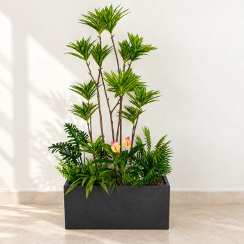 Bồn Cây Thủy Trúc Giả Chậu Đen Trang Trí Nội Thất